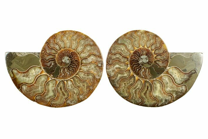 Cut & Polished, Agatized Ammonite Fossil - Madagascar #241872